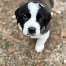 Dark blue collar male - Red and white male Saint Bernard puppy in Albany, Georgia from Magnolia Saint Bernards