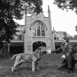 Neapolitan Mastiff All Grown Up from Consigliere Mastino