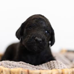 Blue Collar - Black male Goldendoodle puppy in Sappington, Missouri from Doodle Me This Goldendoodles