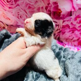 Tyson - Tri-colored male Pomeranian puppy in Waterloo, Indiana from Garcias Pomeranian