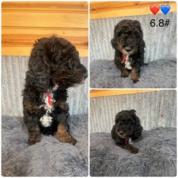 Red collar - Phantom male Goldendoodle puppy in Clarksville, Iowa from Iowa Heartland Doodles