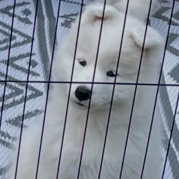 Samoyed Puppies from Debra Ellis-Majcen