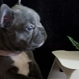 French Bulldogs from Frog City Frenchies