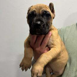 Female 6 - Fawn female Cane Corso puppy in Cashion, Oklahoma from APEXOK Cane Corsos LLC
