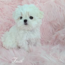 Maltese puppies from Bratpack Babydolls