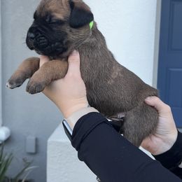Cane Corso Puppies from Valyrian Cane Corsos