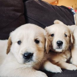 Golden Retriever and Labrador Retriever Puppies from Storm Chasers Retrievers
