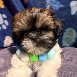 Ryan - Black gold and white male Shih Tzu puppy in Hemet, California from Aloha Shih Tzu