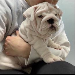 Bulldog Puppies from Bliss Bulldogs