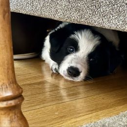 Pop - Black and white male Border Collie puppy in Bloomingdale, New Jersey from Epic Borders