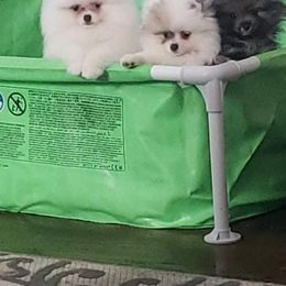 Pomeranian Puppies from Picky Chic Pomeranians