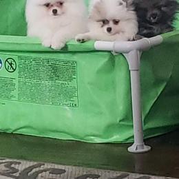 Pomeranian Puppies from Picky Chic Pomeranians