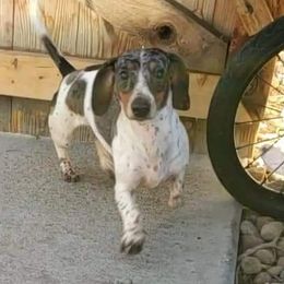 Dachshunds from Double Trouble Dachshunds