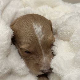 Harvest - Apricot female Goldendoodle puppy in Palmetto Bay, Florida from Simply Pawfect Doodles