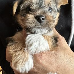 Yorkshire Terriers from Tasha's Yorkies