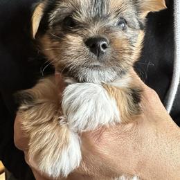 Yorkshire Terriers from Tasha's Yorkies