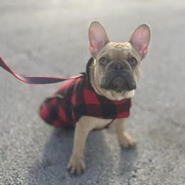 French Bulldogs from King Of The Frenchie