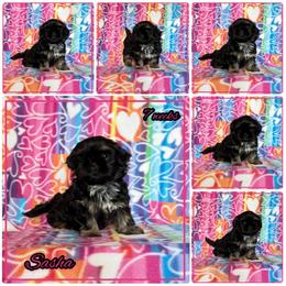 Sasha - Black and tan female Shih Tzu puppy in Yelm, Washington from Lala's All Star Shih Tzu