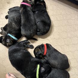 German Shepherd Puppies from FuryHaus German Shepherds