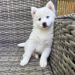 Bluebell - White female Pomsky puppy in Winchendon, Massachusetts from Mountain View Pomskies