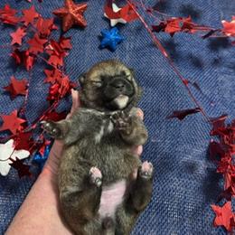 Kira - Sesame female Shiba Inu puppy in Tamarac, Florida from The Queen of Shibas