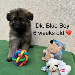 Dk. Blue Boy - Sable male German Shepherd puppy in Columbus, Mississippi from Olde Wolfe German Shepherds