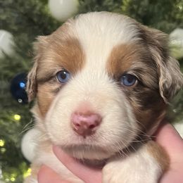 Girl 2 - Red merle Australian Shepherd puppy in Patoka, Indiana from Monica's Aussies