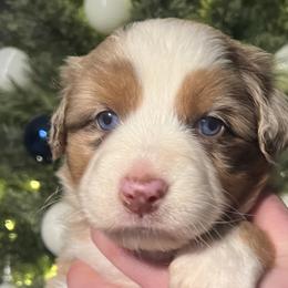 Girl 2 - Red merle Australian Shepherd puppy in Patoka, Indiana from Monica's Aussies