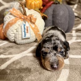 Ellie - Dapple female Dachshund puppy in Deming, New Mexico from FoxieDoxies of New Mexico