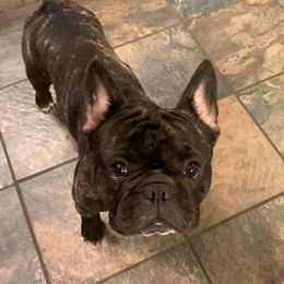 Dusty - French Bulldog