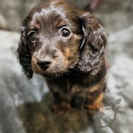 Linguine - Black and tan female Dachshund puppy in Salina, Kansas from Grove Grown Dachshunds