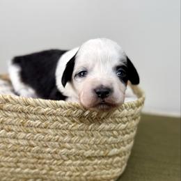 Olaf - Black tri-color male Aussiedoodle puppy in Adams, Nebraska from Boxcar Doodles and Poodles