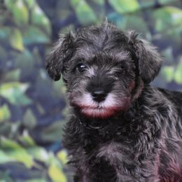 Miniature Schnauzer Puppies from Imperial Schnauzers