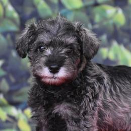 Miniature Schnauzer Puppies from Imperial Schnauzers