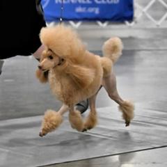 Sunny - Poodle