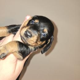 Star - Black and tan female Dachshund puppy in Marshfield, Missouri from WH Hounds