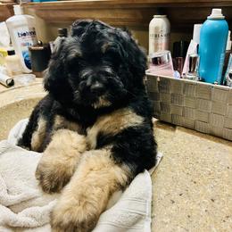 Aussiedoodle and Bernedoodle Puppies from Little Hawcreek Doodles