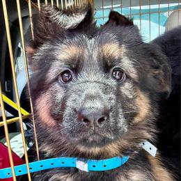 Blue Girl (Assign on Pick up) - Black and red female German Shepherd puppy in Davie, Florida from Vom Broward Haus