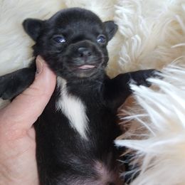 KC - Black and white male Chihuahua puppy in Tremonten, Utah from Qu-Te's Chihuahuas