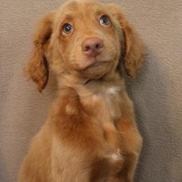 Dandy - Brown male Bernedoodle puppy in Westminster, South Carolina from Goldendoodlepuppiessc