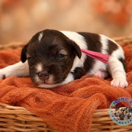 Millie - Parti female Miniature Schnauzer puppy in Magalia, California from NorCal Schnauzers