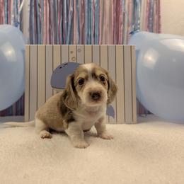 Atlas - Chocolate and cream male Dachshund puppy in Dothan, Alabama from Hot Diggity Doxies of Dothan