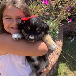 Australian Shepherd puppies from KMooreAussies