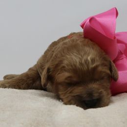 Australian Labradoodle Puppies from Pacific Coast Doodles