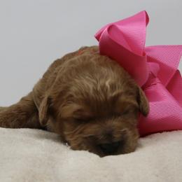Australian Labradoodle Puppies from Pacific Coast Doodles