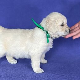 Golden Retriever puppies from Cream of the Crop Kennel