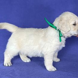 Golden Retriever puppies from Cream of the Crop Kennel