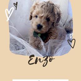 Goldendoodle, Maltipoo, and Poodle Puppies from Winchester Hills Poodles and Doodles