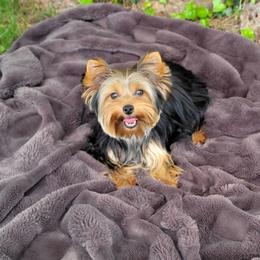 Lilly - Yorkshire Terrier