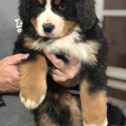 Bernese Mountain Dog Puppies from Humble Hearts Bernese